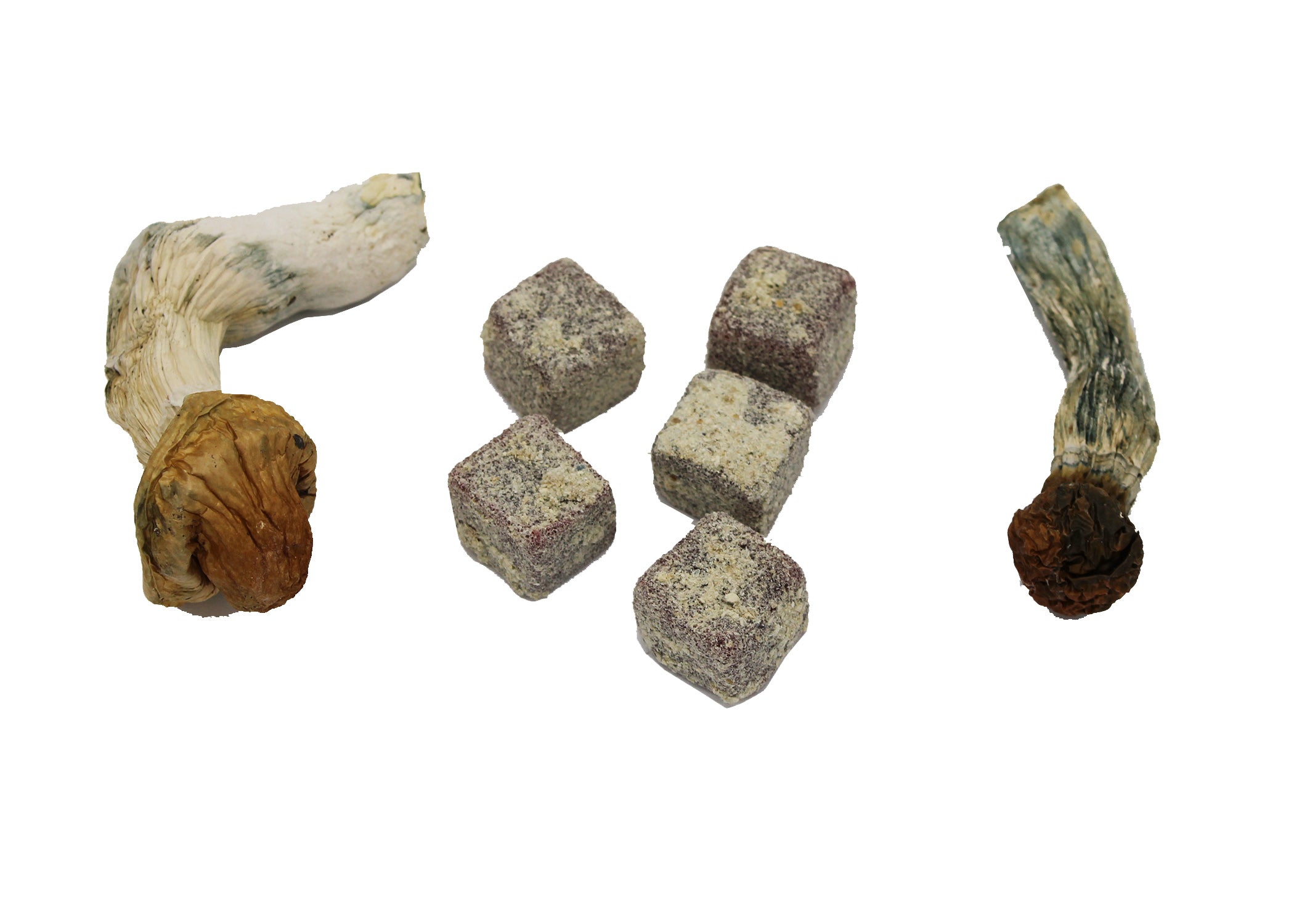The Amazing Sense Of Smell: Can Dogs Detect Psilocybin Mushrooms? - l6nfjy9